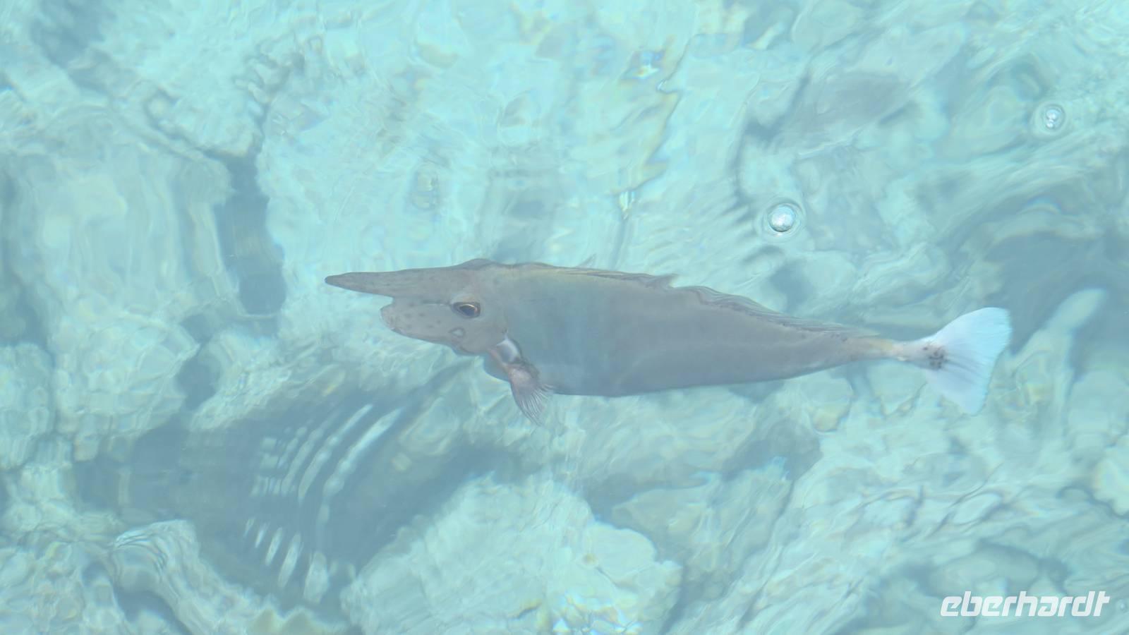 0867  Malediven - Paradies Island Resort - Einhornfisch