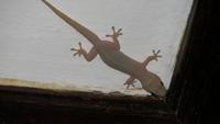 0892  Malediven - Paradies Island Resort - Gecko