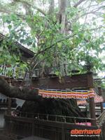 Bodhi-Baum - zentraler Punkt jedes Tempels