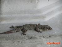 ein Gecko