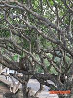 beim Abstieg sehen wir viele Affen