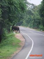 ein Elefant in freier Wildbahn kreuzt unseren Weg