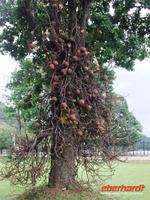 Kanonenkugelbaum