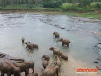 und da kommen sie...