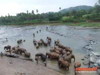 manche versuchen den fernen Dschungel zu erreichen ;)