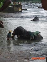 die alten Elefanten werden von ihren Mahouts geschruppt