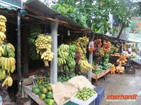 prächtiger Obststand