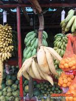 28 verschiedene Bananensorten auf Sri Lanka