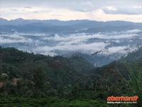 tiefhängende Wolken über weiten Teeplantagen