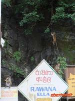 kleine freche Äffchen