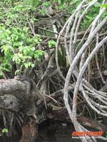 ein waran zwischen Mangroven