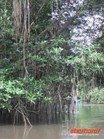 Mangroven-Wälder
