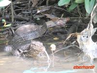 ein züngelnder Waran