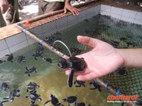 Schildkrötenauffangstation am Meer