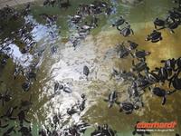 einen Tag alte Meeresschildkröten