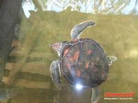 eine behinderte Schildkröte