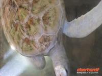 auch eine Albino-Schildkröte findet hier ein zu Hause