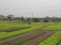 0106  In Richtung Ha Long  Musterfarm