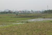 0110a  In Richtung Ha Long-erster Wasserbüffel