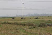 178 -ah, Waserbüffel!!