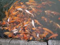 0206 Hue - Verbotene Stadt