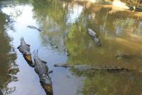 0427 Mekong - Einhorninsel - Krokodilfarm.JPG