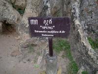 0484Früh am Morgen Ta Promh - Urwaldtempel -DER Baum .jpg