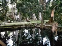 0487 Die Sonne geht auf am Ta Promh.jpg