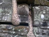 0489 Durchdringer am Ta Prohm.jpg