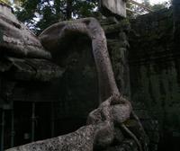 0490 Umschlinger am Ta Prohm.jpg