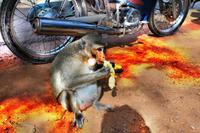 0569  Mautstelle - Zahlungsmittel Bananen.jpg