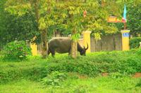 Am Ufer des Parfumflusses