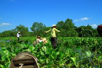 Im Mekong Delta