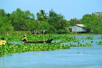 Im Mekong Delta