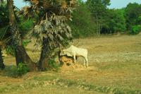 Überland in Kamboscha unterwegs