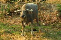 Wasserbüffel in den Ferien