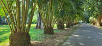 78 Botanischer Garten