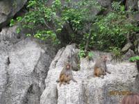 Die Affenfelsen in der Halong Bucht