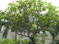 Unser Stadtrundgang durch Hanoi