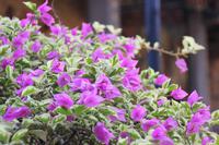 Bougainvillea im Bao an-Tempel