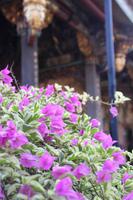 Bougainvillea im Bao an-Tempel