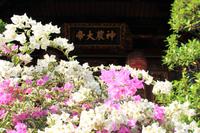 Bougainvilleas im Bao an-Tempel