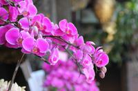 Orchideenmeer in Taipeh