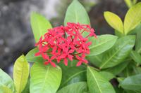 Blütenpracht im Bao an-Tempel