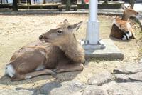 Frei laufende Rehe auf der Miyajima-Insel