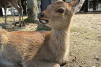 Frei laufende Rehe auf der Miyajima-Insel