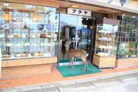 Frei laufende Rehe auf der Miyajima-Insel