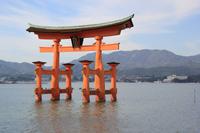 Miyajima-Insel - rotes Tori