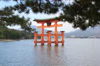 Miyajima-Insel - rotes Tori