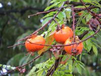 Südkorea Andong Haoe Dorf